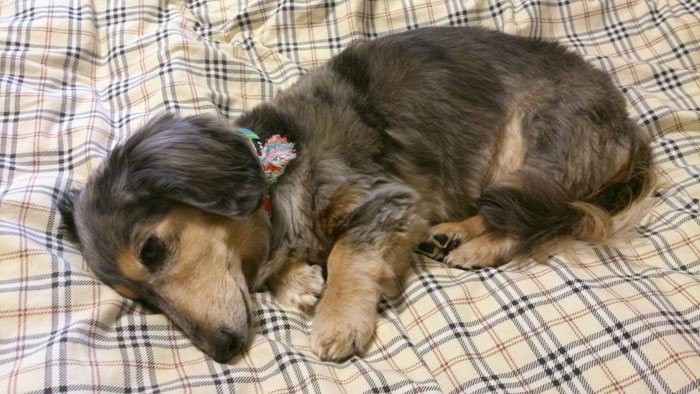 ケイちゃん、長生きしてね