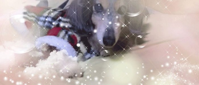 クリスマスのケイちゃん