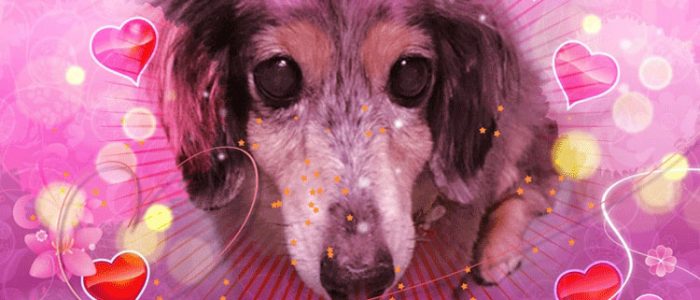 ケイちゃん逝く。