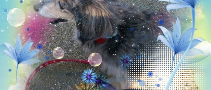 お散歩ケイちゃん